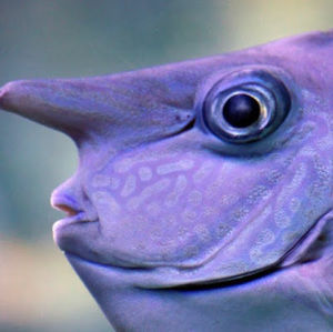 Meet your Posher, Cannedfish22